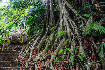 Nature of Sabah, Borneo, Malaysia