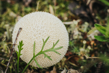 Common Puffball Eco Autumn mushroom. Edible mushroom that grows in the forest under trees in moss....
