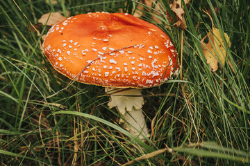 Fly Agaric Eco Autumn mushroom. A poisonous mushroom that grows in the forest under the trees in the moss. Red flycatcher in green moss. Used in pharmacology