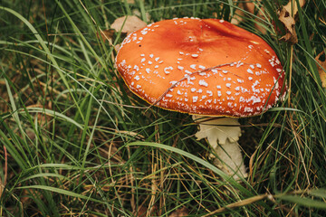 Fly Agaric Eco Autumn mushroom. A poisonous mushroom that grows in the forest under the trees in the moss. Red flycatcher in green moss. Used in pharmacology