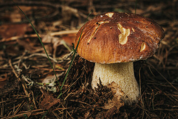 Cep, Edible Bolete, Penny Bun Eco Autumn mushroom. Edible mushroom that grows in the forest under trees in moss. Edible, very tasty, baked without pre-cooking, marinated, dried, salted or pickled
