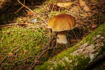 Cep, Edible Bolete, Penny Bun Eco Autumn mushroom. Edible mushroom that grows in the forest under trees in moss. Edible, very tasty, baked without pre-cooking, marinated, dried, salted or pickled