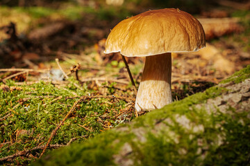 Cep, Edible Bolete, Penny Bun Eco Autumn mushroom. Edible mushroom that grows in the forest under trees in moss. Edible, very tasty, baked without pre-cooking, marinated, dried, salted or pickled