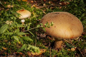 Gray fly agaric mushroom in the autumn forest
