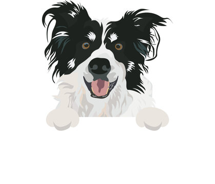 Border Collie dog head with paws. Dog peeking out from the wall. Funny mascot with Collie Drawing. Cartoon style. Popular character. Sketch, canine graphic. Lovely smiling pooch, an isolated design.