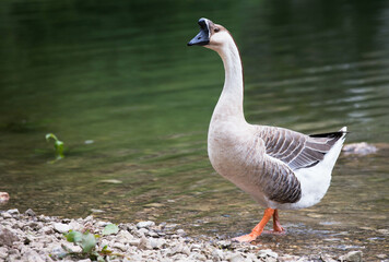 Goose