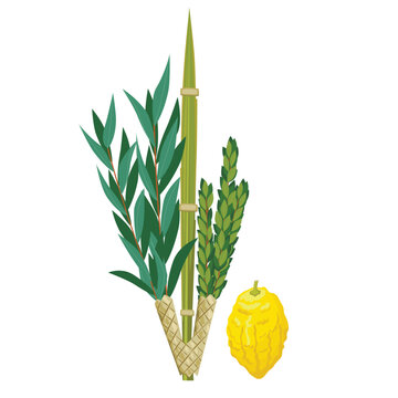 Happy Sukkot traditional symbols. Sukkot set of herbs and spices of the etrog, lulav, Arava, Hadas. Isolated on white background. Vector illustration