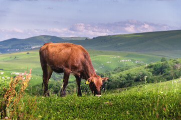 one cow in a field in the mountains eats green juicy grass. animal husbandry and farming