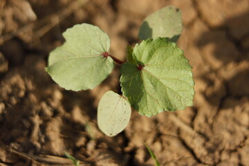 Fototapeta premium Okra plant new grow macro photography