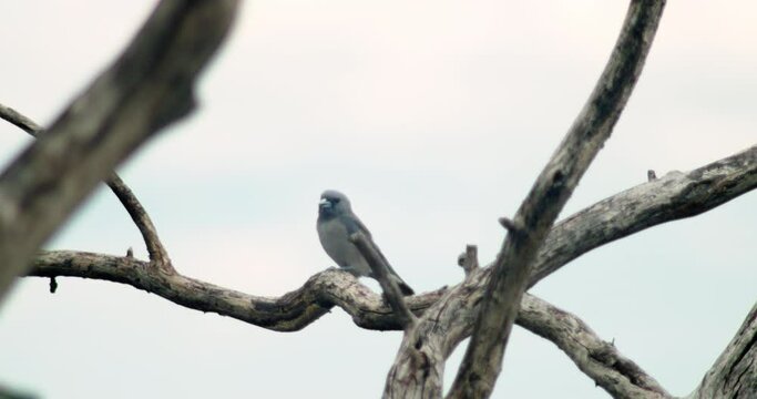 Ashy Woodswallow or Artamus fuscus on the dry branch, found high in the mountains in the forests of Kanchanaburi Province, Thailand, southeast Asia.