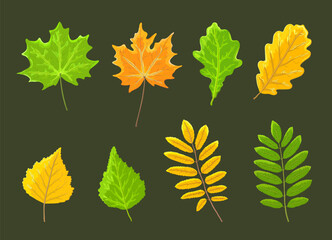 Bright realistic autumn yellow - orange and summer green leaves of birch, maple, oak and mountain ash on a green or brown background. Flora and plants. Herbarium. A set of leaves. Vector illustration.