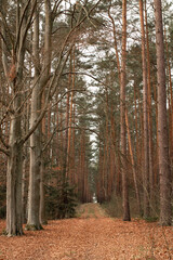 Jesienny spacer po lesie 