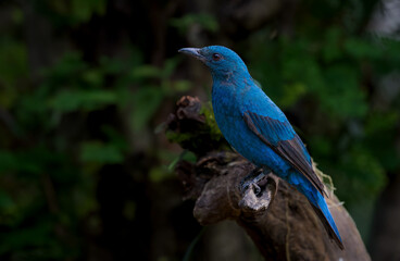 Beautiful bright blue bird in nature. Asian Fairy-bluebird (Irena puella)