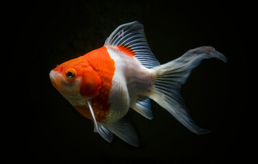 close up of japanese fish with black background. kingyo. goldfish