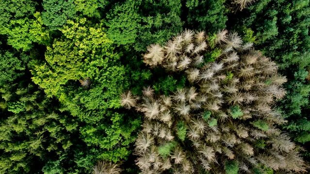 Panning flyover of dry German forest with dead trees damaged by drought and insect infestation
