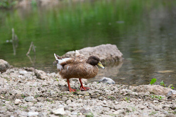 Goose