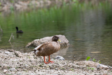 Goose