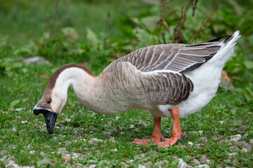 Goose