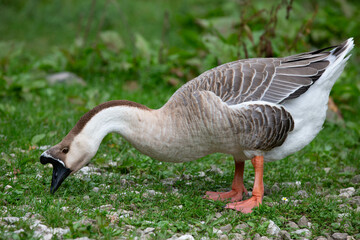 Goose