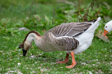 Goose