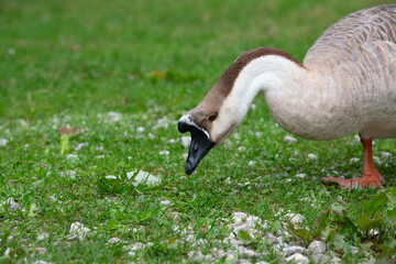 Goose