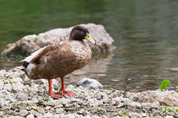 Goose