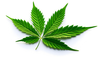 cannabis leaf isolated on white background