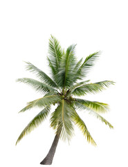 Fototapeta na wymiar Coconut tree on transparent background