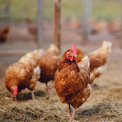 The brown hen, a domestic fowl, is content with its exploration of the meadow