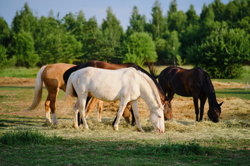 The horses in the farm pasture spend their time peacefully eating hay and grazing on the lush green grass