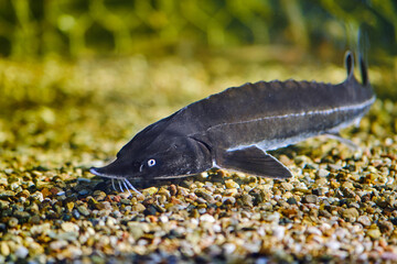 Big black sturgeon fish swimming in a freshwater aquarium.