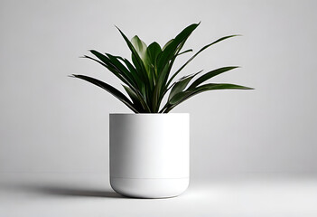 plant in a vase in minimal white style