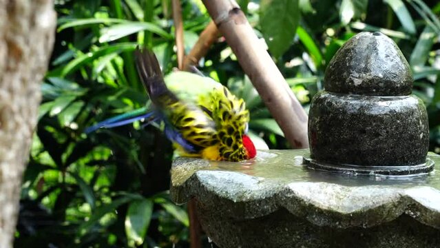 Eastern Rosellas are medium-sized parrots with a distinctive and colorful plumage. They have a red head, neck, and breast, with a white cheek patch bordered by black feathers. |東玫瑰鸚鵡