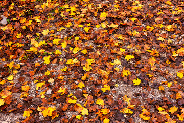 Leaves on the ground create a colorful autumnal carpet