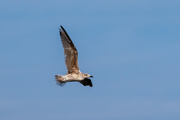 The lesser black-backed gull (Larus fuscus).