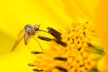 Bee fly on a yellow flower, Geron Calvus