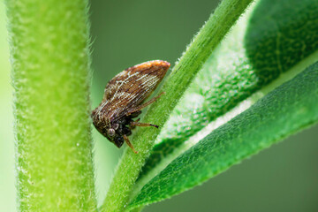 Aster Treehopper on a flower stem, Publilia Concava