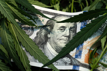 money sheet of marijuana close-up. Concept of drugs, medicine, business, violation of law. Cannabis...