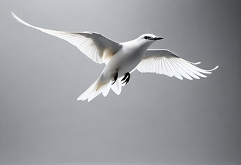 Obraz premium seagull flying in the sky