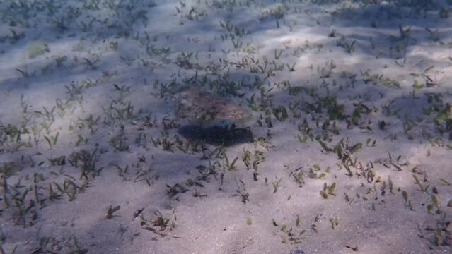 Cuttlefish in the red sea