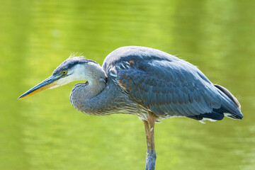 Selective focus on a Great blue heron in a pond, Ardea Herodias