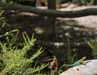 Lizard at its finest, skin green