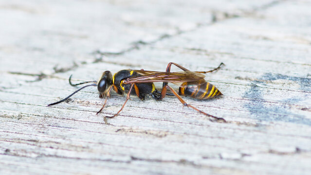Asian Mud-Dauber Wasp, Sceliphron Curvatum