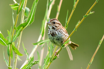 Selective focus on an adult song sparrow bird, Melospiza Melodia, perched on a branch