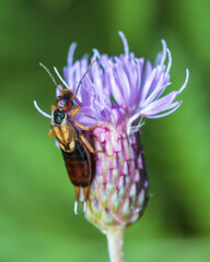 Selective focus on European Earwig, Forficula Auricularia, feeding on a flower