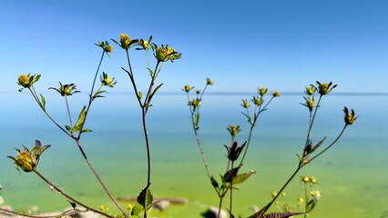 yellow flowers on blue sky