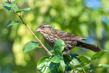 Female Red-Winged blackbird perched on a branch, Agelaius phoeniceus