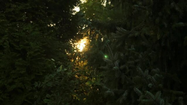 Beautiful natural green sunshine bokeh background. Blurry fresh summer foliage of maple trees in backlight of sunset cozy shining sun with sunflares and sunbeams. Real time full hd video footage. High