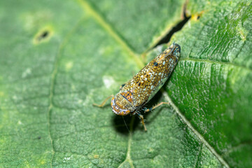 Japanese Leafhopper on a leaf, Orientus Ishidae