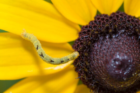 Common Eupithecia moth caterpillar on a flower, Eupithecia Miserulata